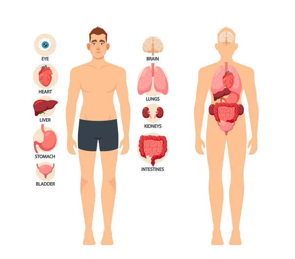 人体器官、教育性男性解剖学、生理学资讯资讯资讯学.眼、心、肝、胃、膀胱 — 图库矢量图片