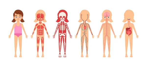 Girl Skeleton, Internal Organs, Circulatory, Muscular, Digestive and Nervous Anatomy Systems. Anatomical Structures — Image vectorielle