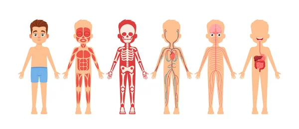 Människokroppens organsystem Utbildningsanatomi Fysiologi för barn. Pojke med Anatomi Skelett, Nervös, Cirkulatorisk — Stock vektor