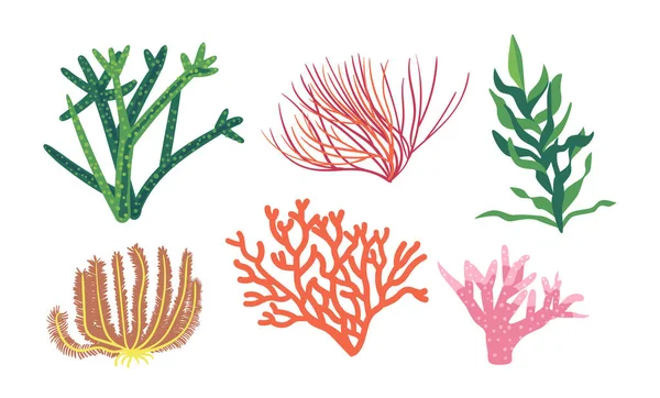 Corals Seaweeds Underwater Kelp Laminaria Plants Isolated Marine Aquarium Grass — 图库矢量图片