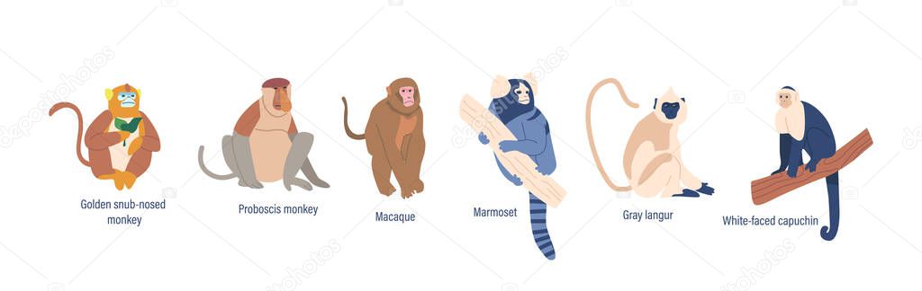 Set of Wild Monkeys or Apes Animals Golden Shub-nosed, Proboscis, White-faced Capuchin and Macaque. Marmoset, Orangutan and Gray Langur Isolated Fauna Creatures. Cartoon Vector Illustration