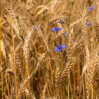 Mavi çiçekli altın buğday