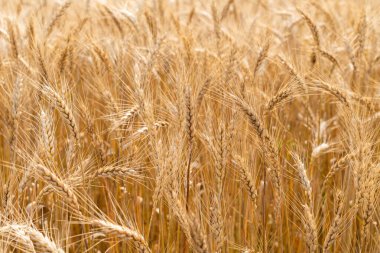 Güneşli bir günde altın buğday tarlası.