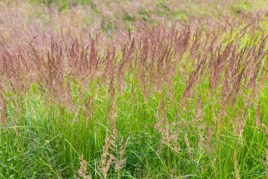 yeşil çim alan büyüyen