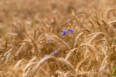 Mavi çiçekli altın buğday