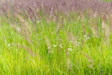 yeşil çim alan büyüyen