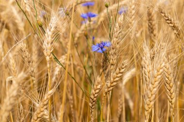 Mavi çiçekli altın buğday