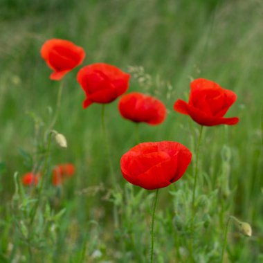 Kırmızı gelincikler yeşil alanda çiçek açar.