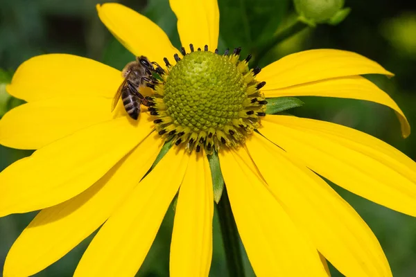 Yellow Flower Sitting Bee Them — Stock Photo, Image