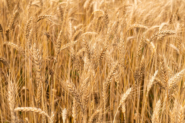 Golden wheat field at sunny day.