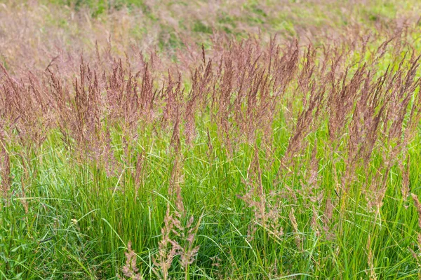 Herbe Verte Poussant Champ — Photo