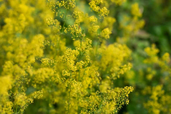 Arazide açan sarı çiçekler