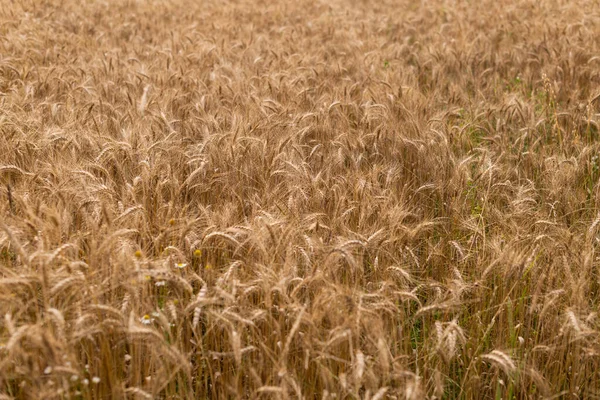 Güneşli bir günde altın buğday tarlası.