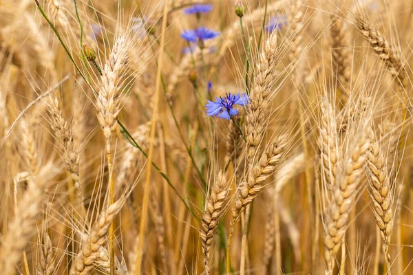 Mavi çiçekli altın buğday