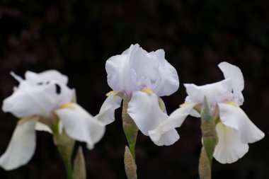 Yaz yeşili çimenlerde açan irinler