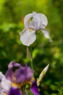 Yaz yeşili çimenlerde açan irinler