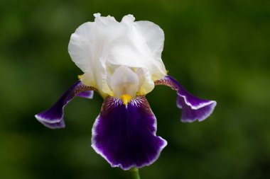 Yaz yeşili çimenlerde açan irinler