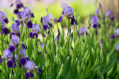 Yaz yeşili çimenlerde açan irinler