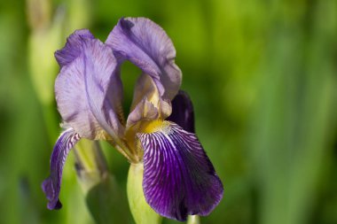 Yaz yeşili çimenlerde açan irinler