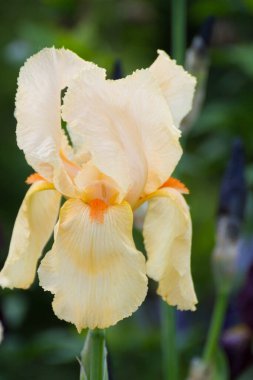 Yaz yeşili çimenlerde açan irinler