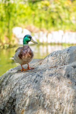 Kayanın üzerindeki bir ördeğin izole edilmiş fotoğrafı..