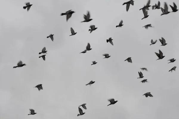 Ein Schwarm Vögel Himmel Dies Ist Ein Richtiger Schuss Von — Stockfoto