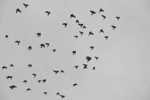 空にはハトの群れ 彼らはグループに飛んでいる間にそれらのクイックショット — ストック写真