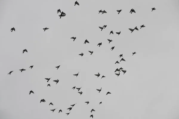 Gökyüzünde Bir Kuş Sürüsü Sıraya Girerlerken Çekilen Bir Fotoğraf — Stok fotoğraf