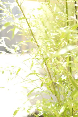 Kısa bambu bitkisi biraz fazla maruz kalmış..