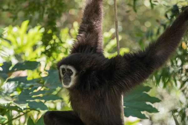 A gibbon swinging around in the trees back and forth interacting with its surroundings. Gibbons live in tropical and subtropical rain forests from eastern Bangladesh and northeast India to south China