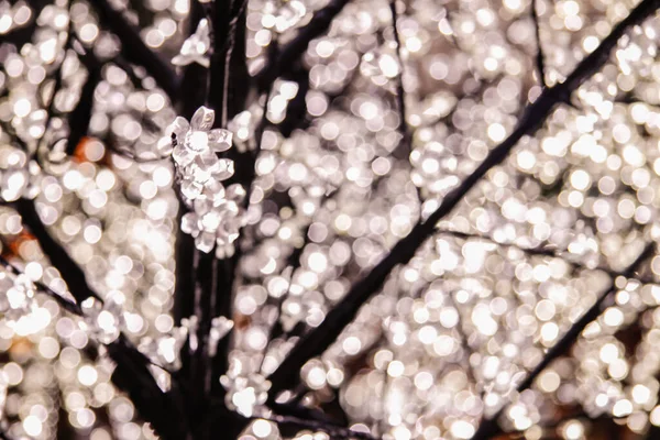 Luces Árboles Con Pequeñas Flores Florecientes Ellas Fondo Borroso Revelando —  Fotos de Stock