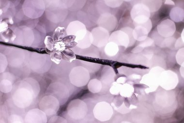 Pembemsi mor alçılı ışıkla açan kristal bir çiçek. Arka planda güzel bir bokeh ile makro fotoğraf olarak çekilmiştir..