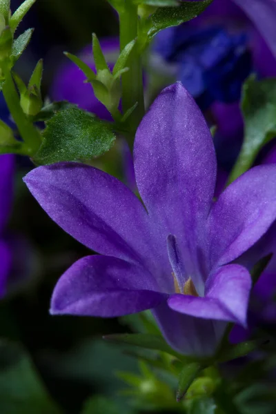 Macro Photo Campanula Flower — Stock Photo, Image