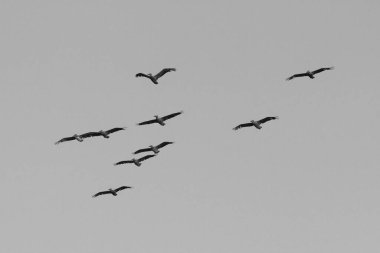 Pelikanların dağılma düzeni gökyüzünde siyah beyaz uçuyor.