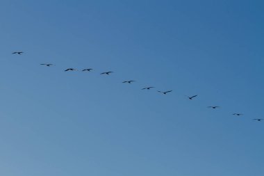 Gökyüzünde uçan pelikan çizgisi