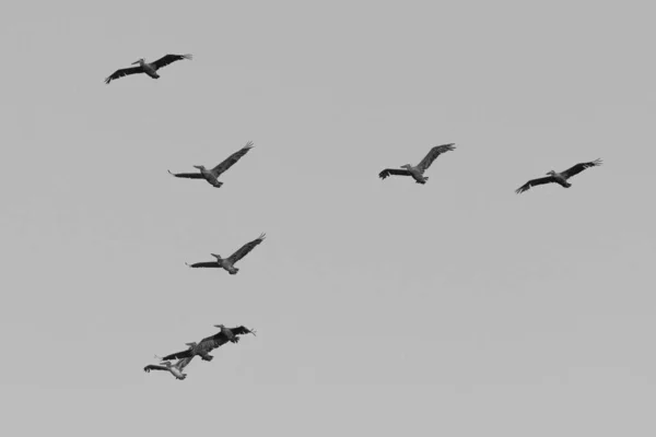飞行的鹈鹕的形成 其中一个是黑白相间的铅 — 图库照片