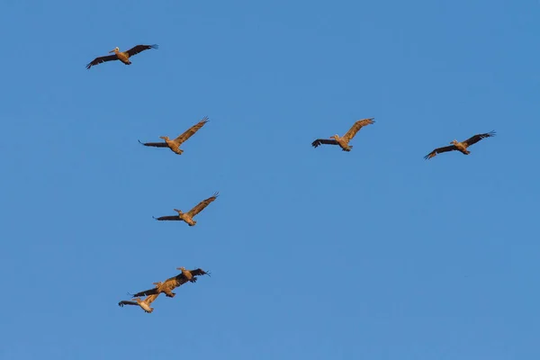 Formación Pelícanos Volando Con Solo Ser Líder — Foto de Stock