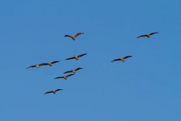 Verspreidingsformatie Van Pelicanen Die Door Lucht Vliegen — Stockfoto