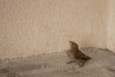 Yavru kuş olması gereken yere doğru yükseliyor.
