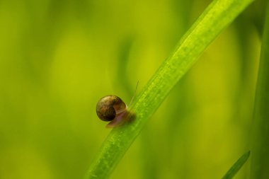 Deniz otlarının üzerinde su altında çok küçük bir salyangoz.