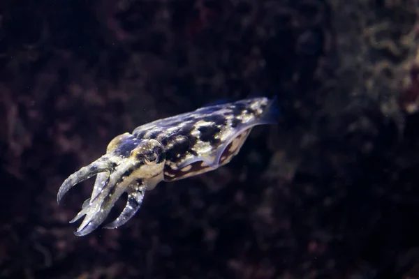 Isoliertes Foto Eines Winzigen Tintenfisches Der Mit Licht Von Oben — Stockfoto