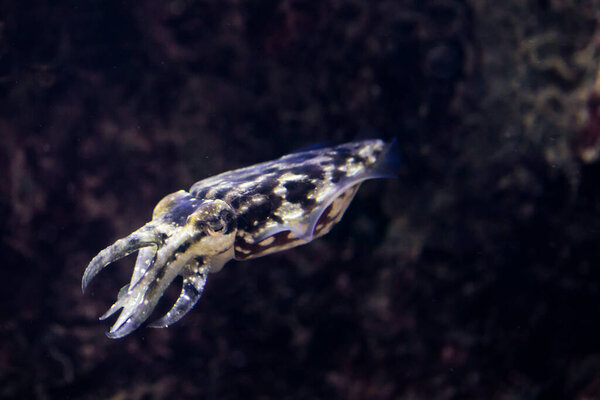 изолированное фото крошечной каракатицы, плавающей при свете сверху вниз