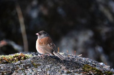 Dark Eyed Junco yosunlu güzel bir kayaya tünemişti..