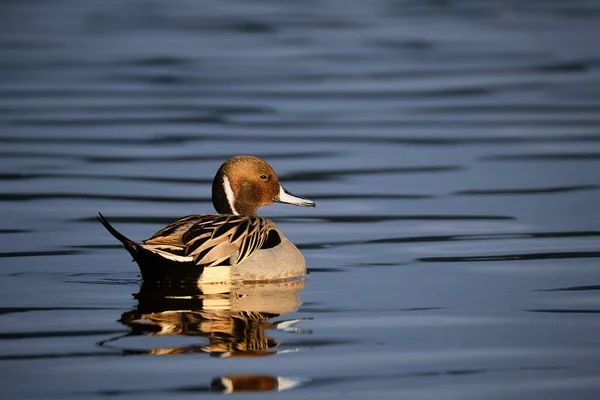 Pájaro Pintail Del Norte Flotando Laguna Cerca Del Atardecer Laguna —  Fotos de Stock