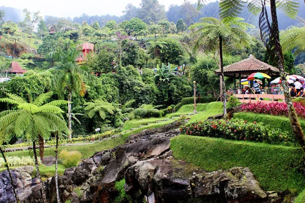 Ricefield Cikalong Jardin Riz Humide Est Luxuriante Verte — Photo