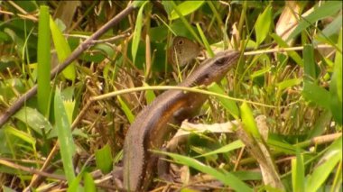 Sessiz batı bandosu olan küçük kertenkele 24 Mart 2022