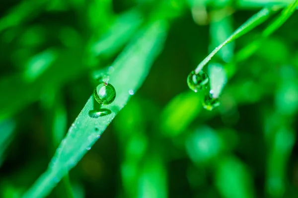 Ein Tropfen Wasser Auf Dem Gras — Stockfoto