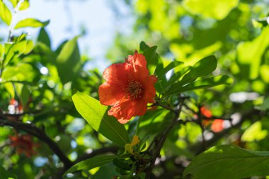 Nar çiçeği, açık bitki nar, sağlıklı gıda antioksidan deposu var..