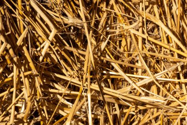 samanların arka planında saman balyaları