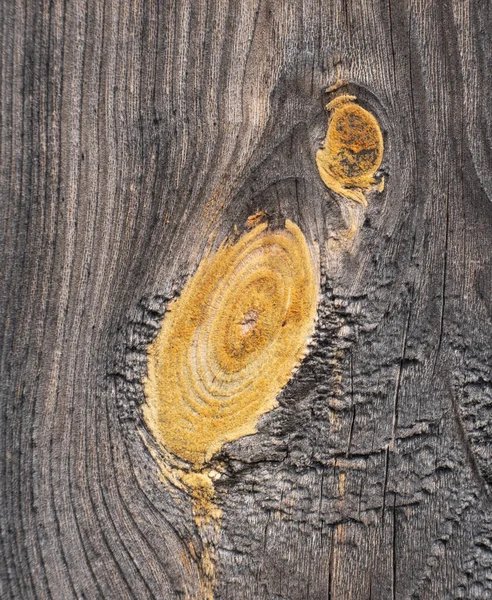 老橡木的木纹 — 图库照片